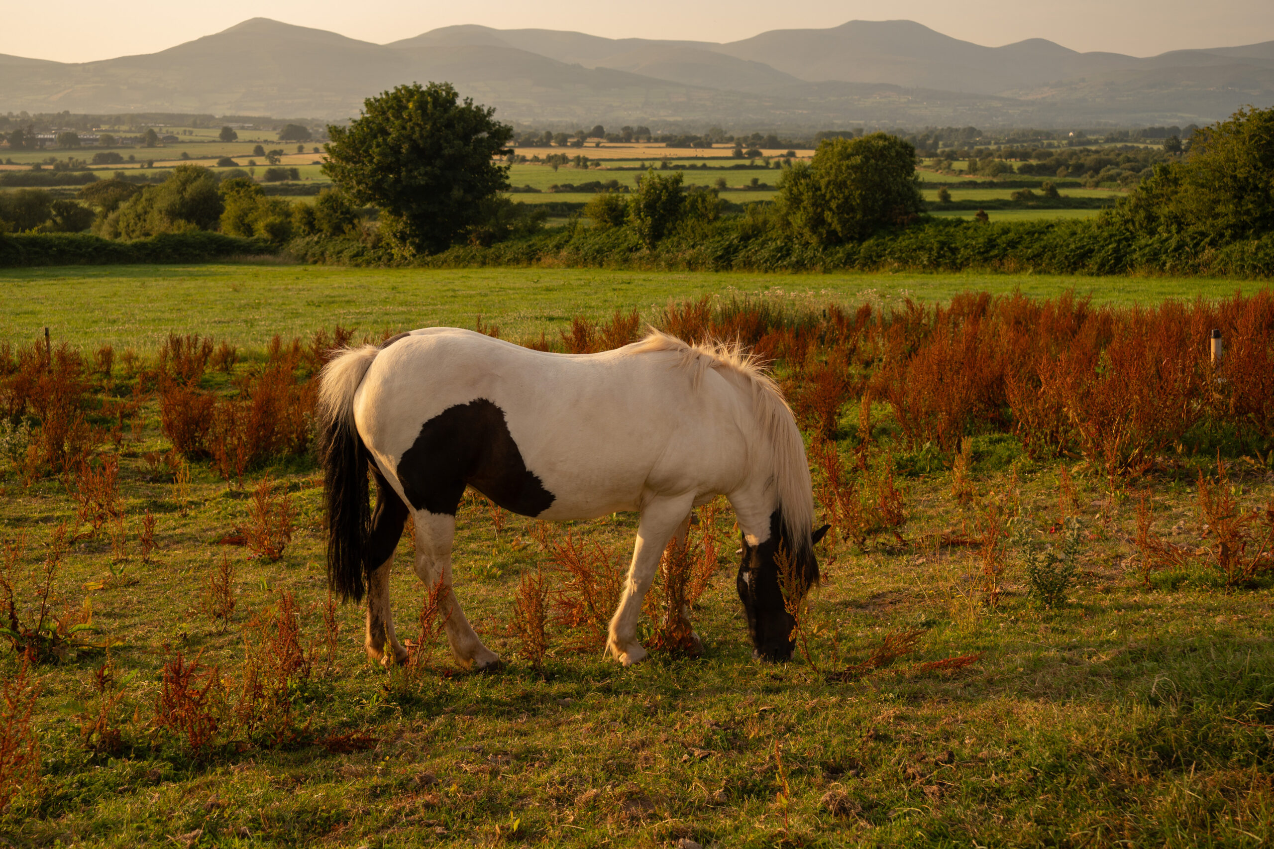 Pony Lola Landscape