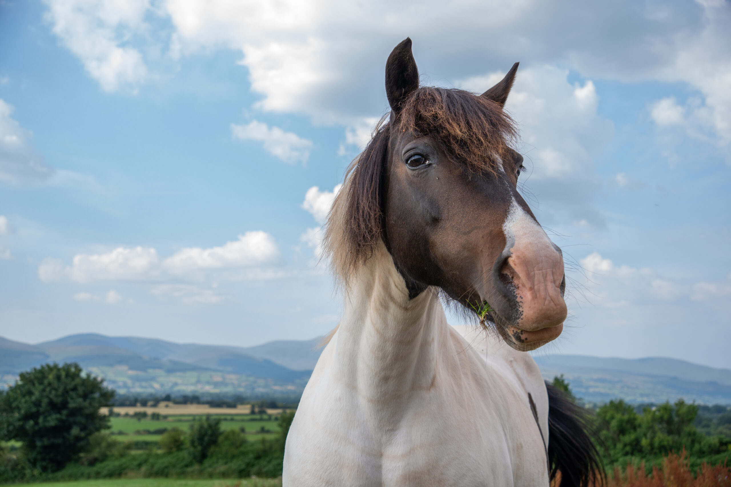 Pony Lola